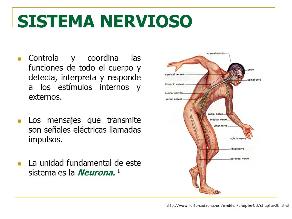 SISTEMA NERVIOSO Controla y coordina las funciones de todo el cuerpo y detecta, interpreta y responde a los estímulos internos y externos.