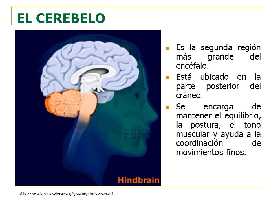 EL CEREBELO Es la segunda región más grande del encéfalo.