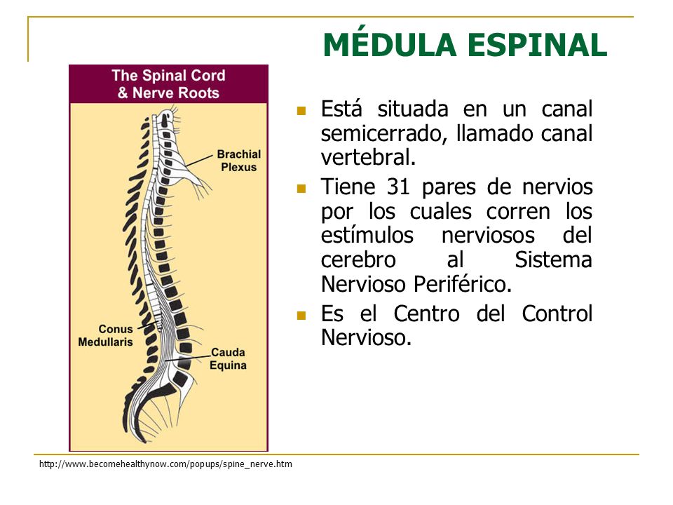 MÉDULA ESPINAL Está situada en un canal semicerrado, llamado canal vertebral.