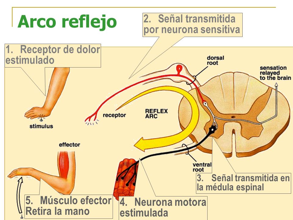 Arco reflejo Señal transmitida por neurona sensitiva Receptor de dolor