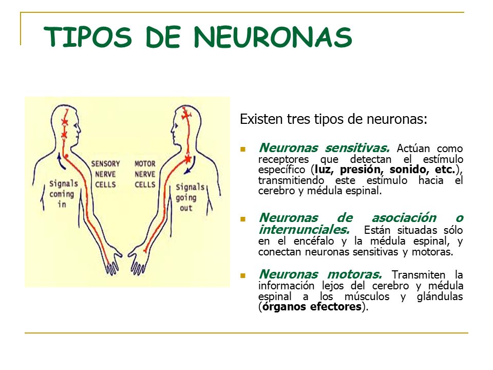 TIPOS DE NEURONAS Existen tres tipos de neuronas: