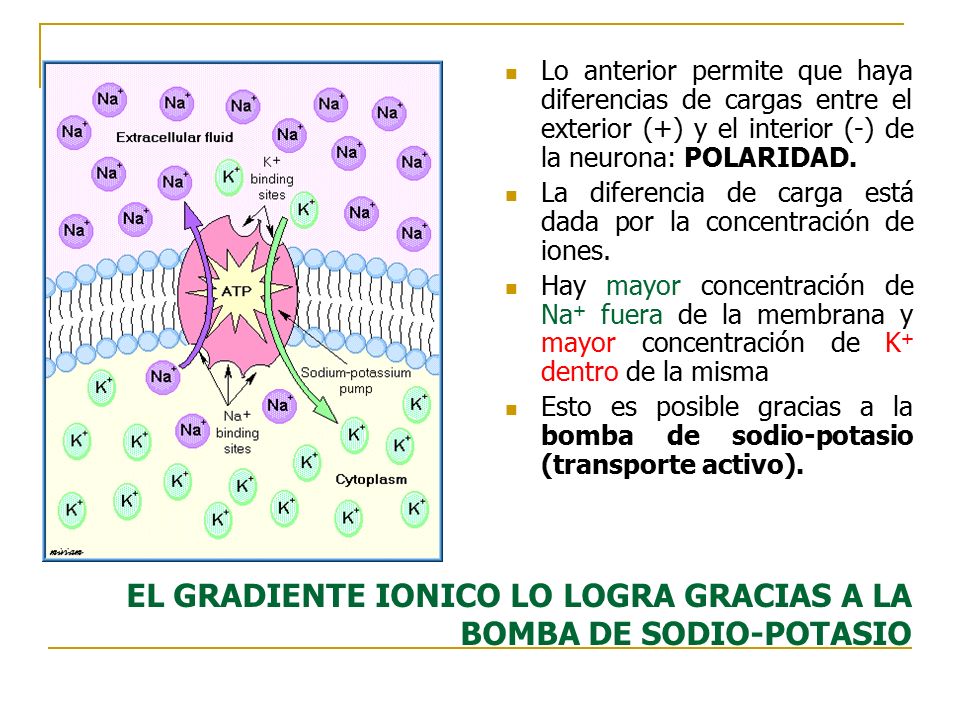 EL GRADIENTE IONICO LO LOGRA GRACIAS A LA BOMBA DE SODIO-POTASIO