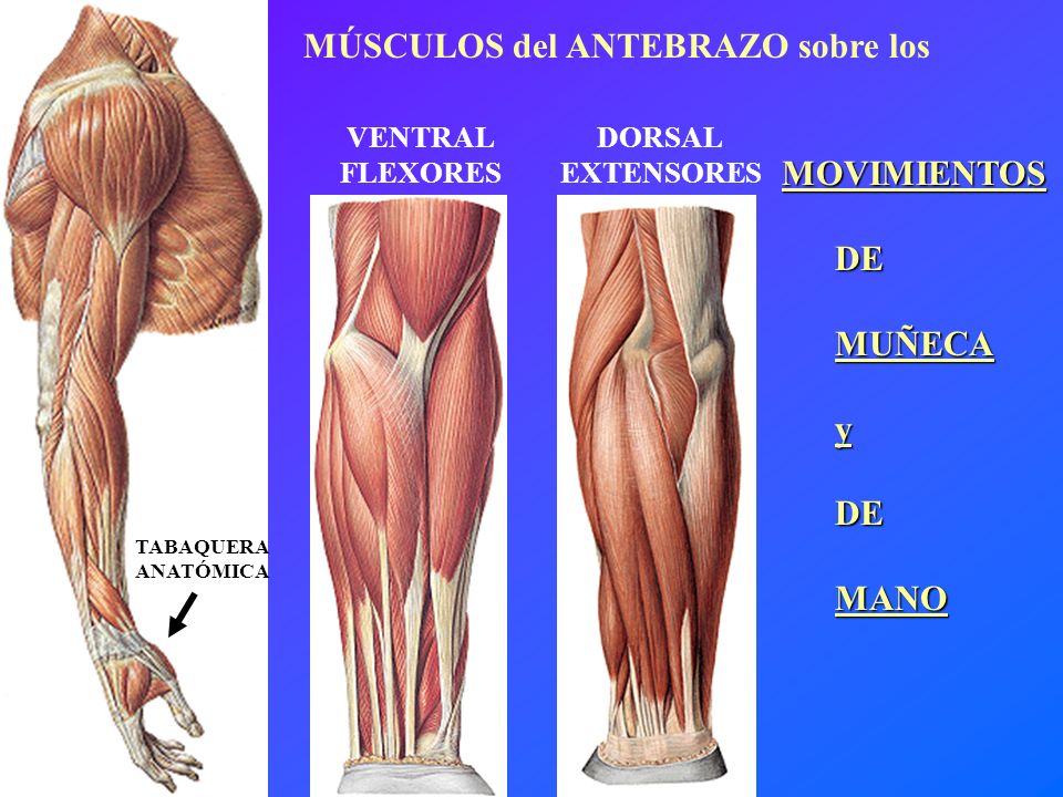 MÚSCULOS del ANTEBRAZO sobre los