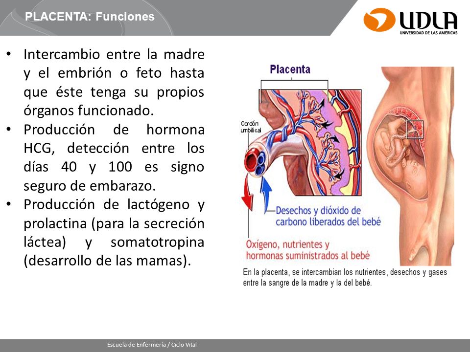 PLACENTA: Funciones Intercambio entre la madre y el embrión o feto hasta que éste tenga su propios órganos funcionado.