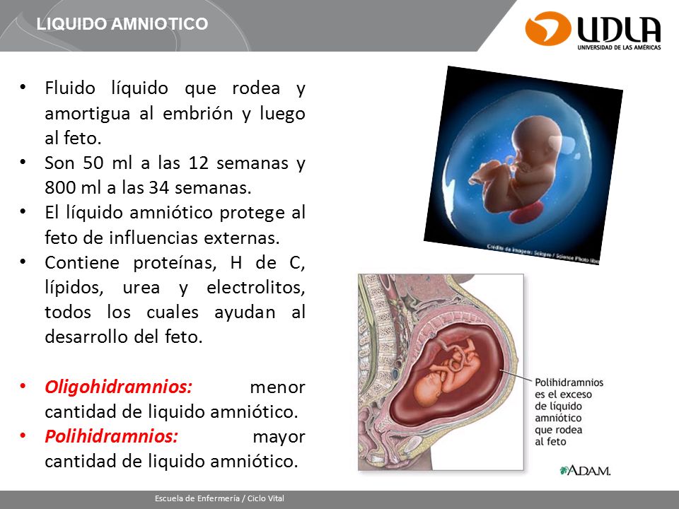 Fluido líquido que rodea y amortigua al embrión y luego al feto.