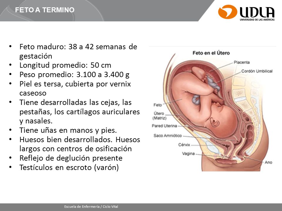 Feto maduro: 38 a 42 semanas de gestación Longitud promedio: 50 cm
