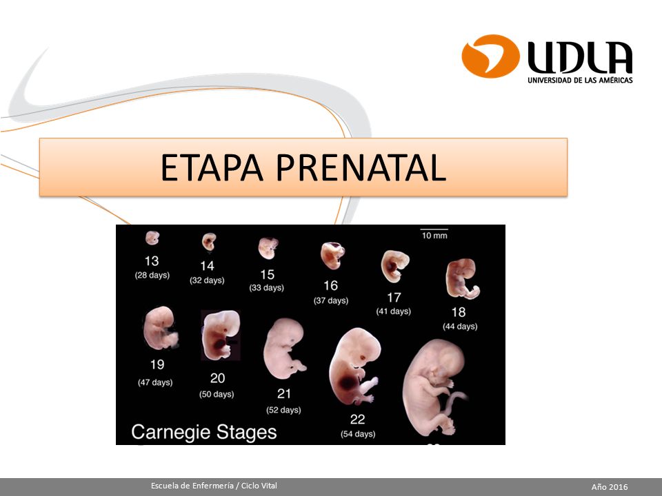 ETAPA PRENATAL Escuela de Enfermería / Ciclo Vital Año 2016