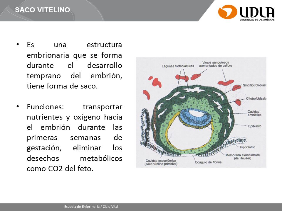 SACO VITELINO Es una estructura embrionaria que se forma durante el desarrollo temprano del embrión, tiene forma de saco.
