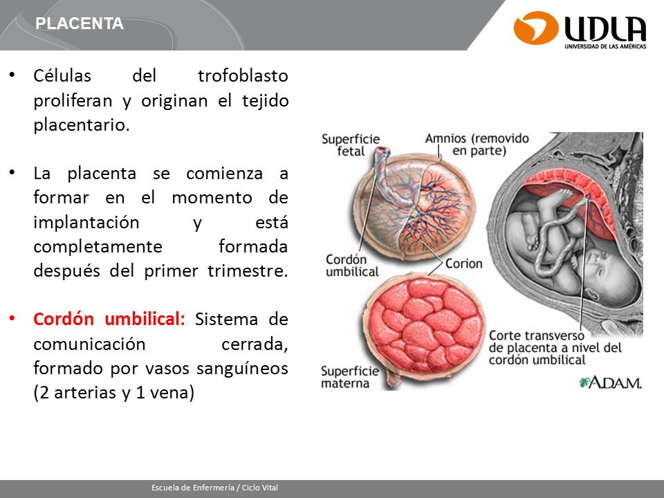 Células del trofoblasto proliferan y originan el tejido placentario.