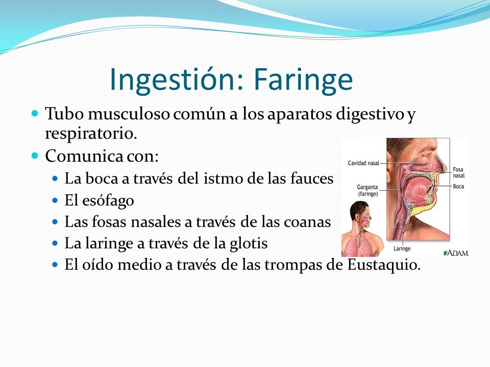 Ingestión: Faringe Tubo musculoso común a los aparatos digestivo y respiratorio. Comunica con: La boca a través del istmo de las fauces.