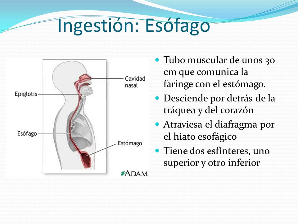 Ingestión: Esófago Tubo muscular de unos 30 cm que comunica la faringe con el estómago. Desciende por detrás de la tráquea y del corazón.