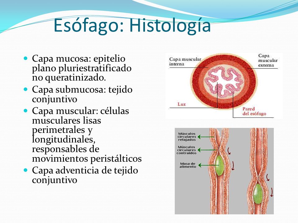 Esófago: Histología Capa mucosa: epitelio plano pluriestratificado no queratinizado. Capa submucosa: tejido conjuntivo.