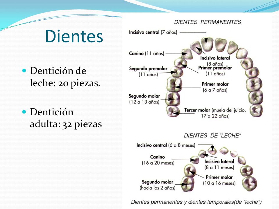 Dientes Dentición de leche: 20 piezas. Dentición adulta: 32 piezas