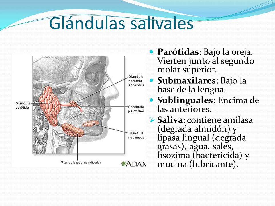 Glándulas salivales Parótidas: Bajo la oreja. Vierten junto al segundo molar superior. Submaxilares: Bajo la base de la lengua.