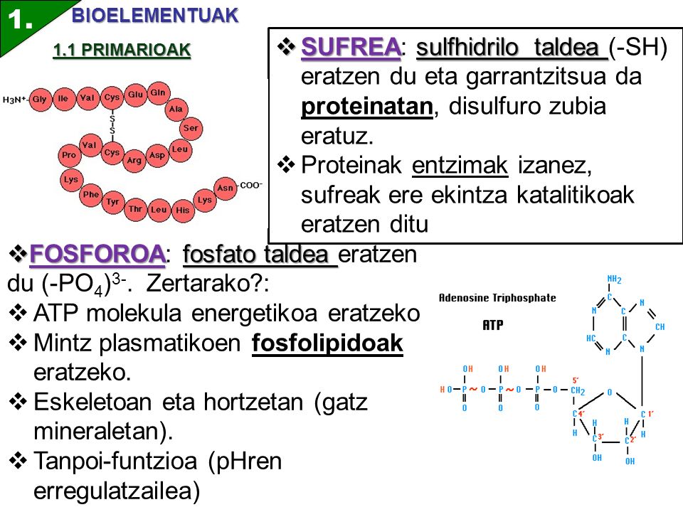 1. BIOELEMENTUAK. SUFREA: sulfhidrilo taldea (-SH) eratzen du eta garrantzitsua da proteinatan, disulfuro zubia eratuz.