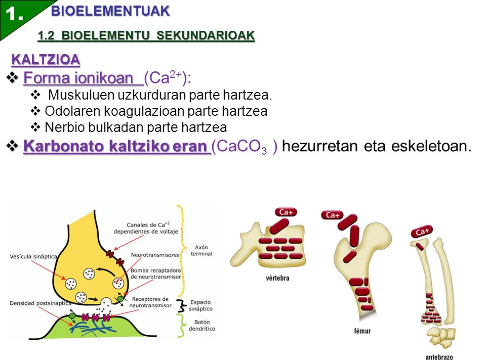 1. BIOELEMENTUAK. 1.2 BIOELEMENTU SEKUNDARIOAK. KALTZIOA. Forma ionikoan (Ca2+): Muskuluen uzkurduran parte hartzea.