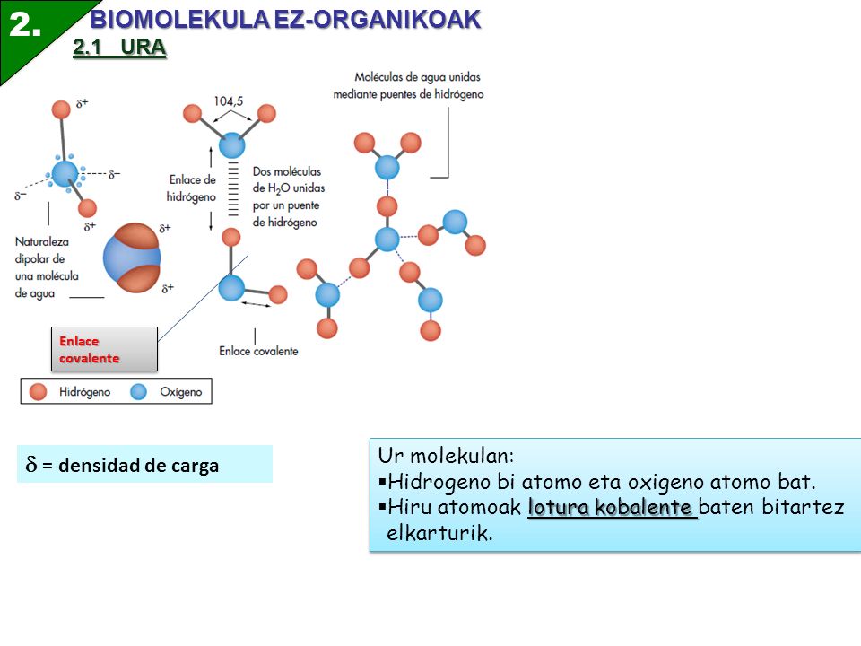 2. BIOMOLEKULA EZ-ORGANIKOAK  = densidad de carga 2.1 URA