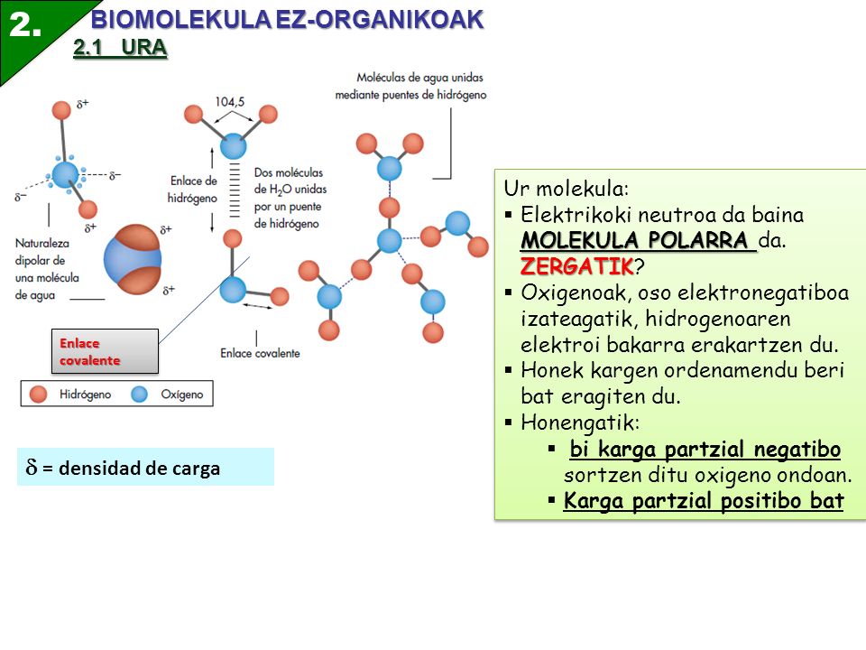 2. BIOMOLEKULA EZ-ORGANIKOAK  = densidad de carga 2.1 URA