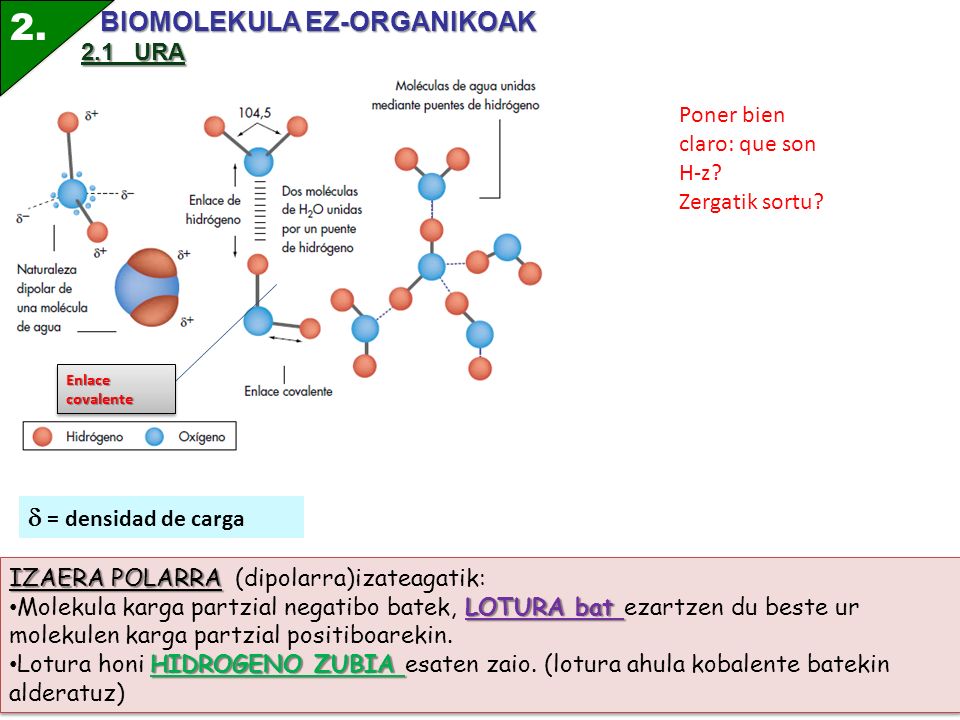 2. BIOMOLEKULA EZ-ORGANIKOAK  = densidad de carga 2.1 URA