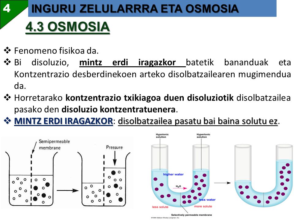 4.3 OSMOSIA 4 INGURU ZELULARRRA ETA OSMOSIA Fenomeno fisikoa da.
