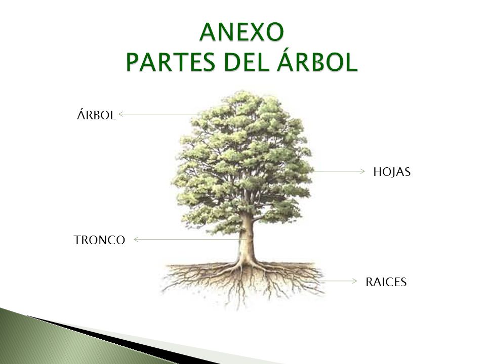 ANEXO PARTES DEL ÁRBOL ÁRBOL HOJAS TRONCO RAICES