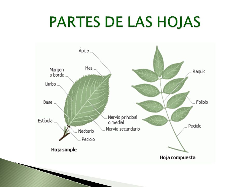 PARTES DE LAS HOJAS
