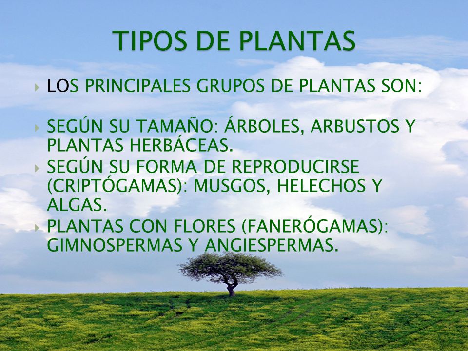 TIPOS DE PLANTAS LOS PRINCIPALES GRUPOS DE PLANTAS SON: