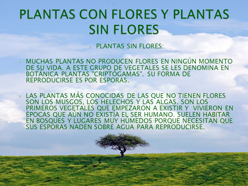 PLANTAS CON FLORES Y PLANTAS SIN FLORES