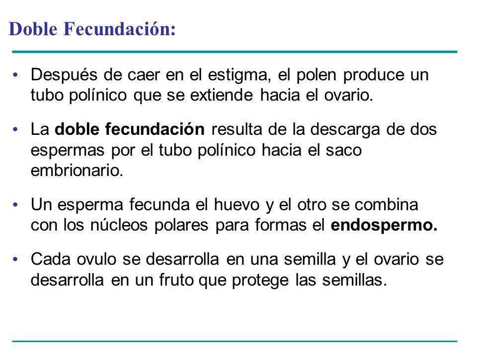 Doble Fecundación: Después de caer en el estigma, el polen produce un tubo polínico que se extiende hacia el ovario.