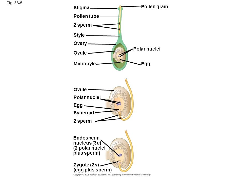 Stigma Pollen grain Pollen tube 2 sperm Style Ovary Polar nuclei Ovule
