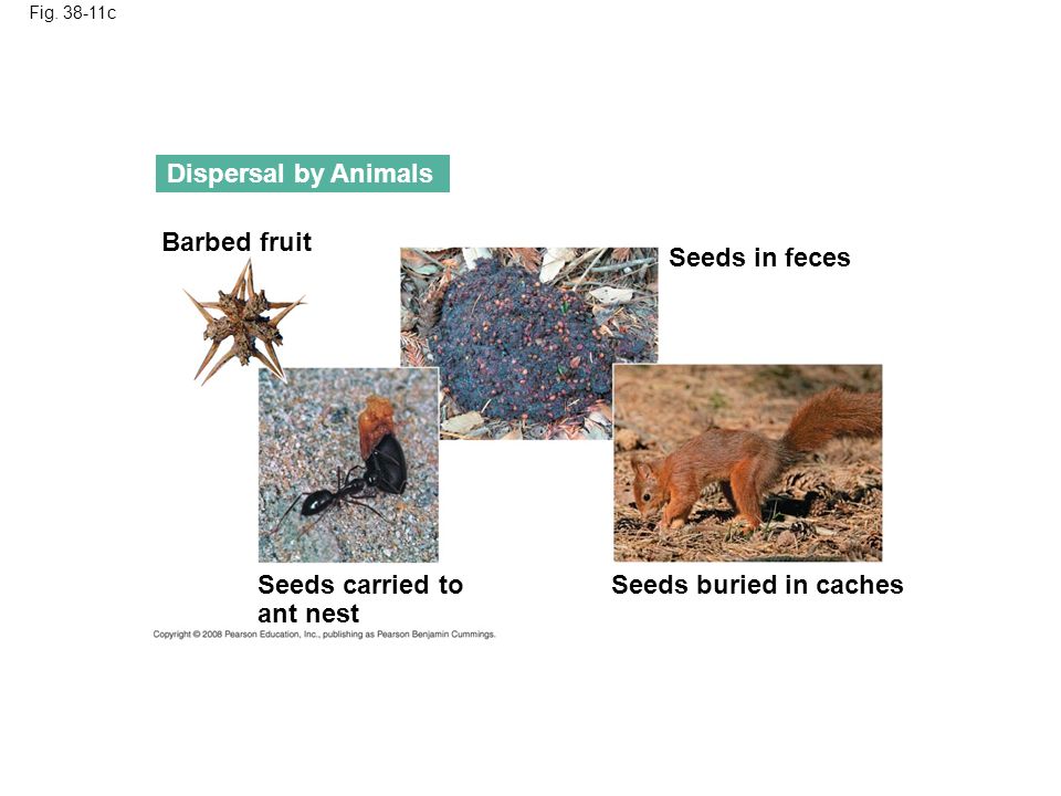 Dispersal by Animals Barbed fruit Seeds in feces Seeds carried to