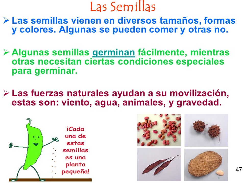 Las Semillas Las semillas vienen en diversos tamaños, formas y colores. Algunas se pueden comer y otras no.