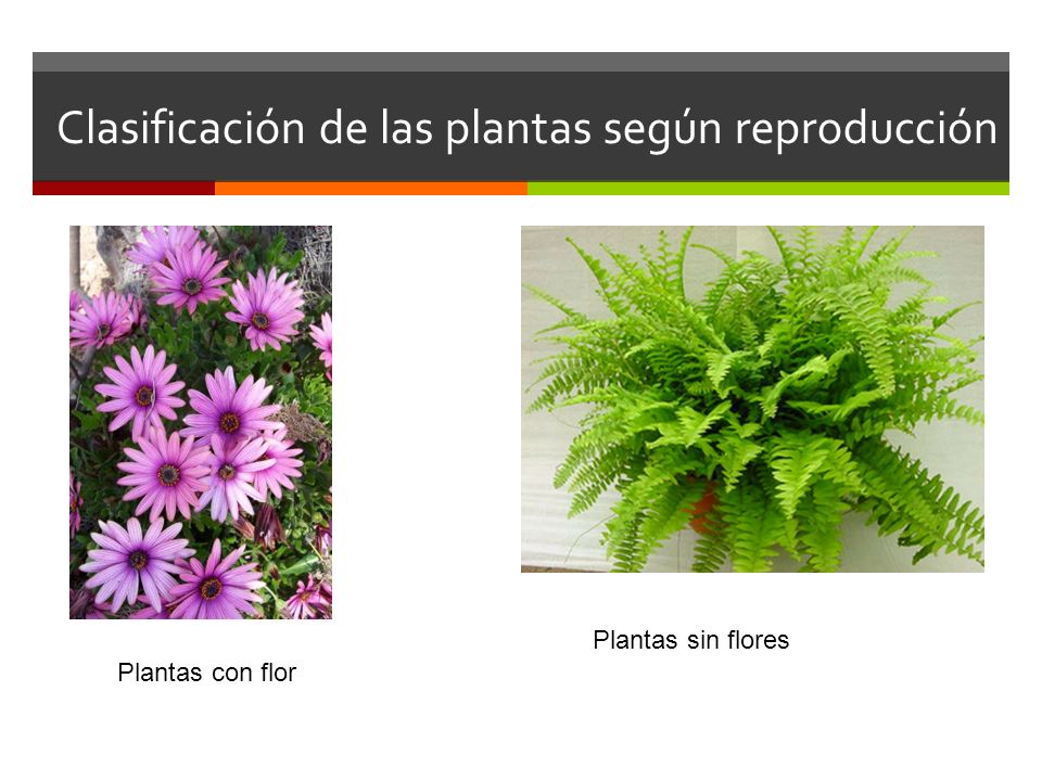 Clasificación de las plantas según reproducción