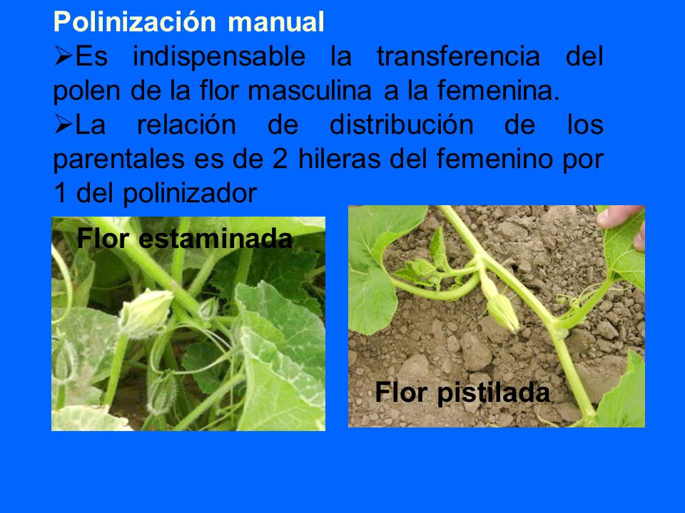 Polinización manual Es indispensable la transferencia del polen de la flor masculina a la femenina.