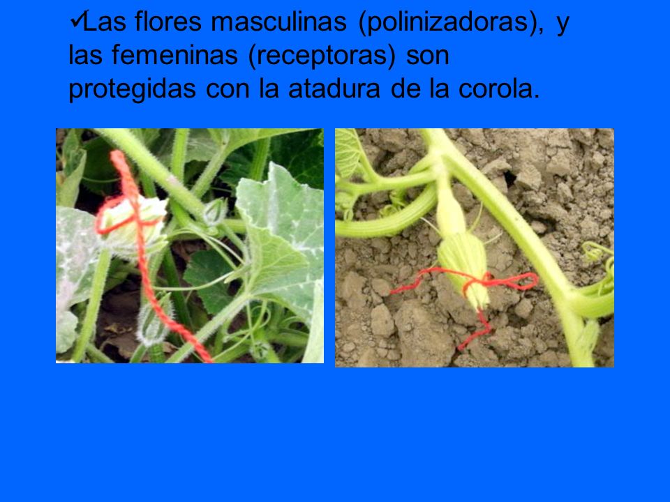 Las flores masculinas (polinizadoras), y las femeninas (receptoras) son protegidas con la atadura de la corola.
