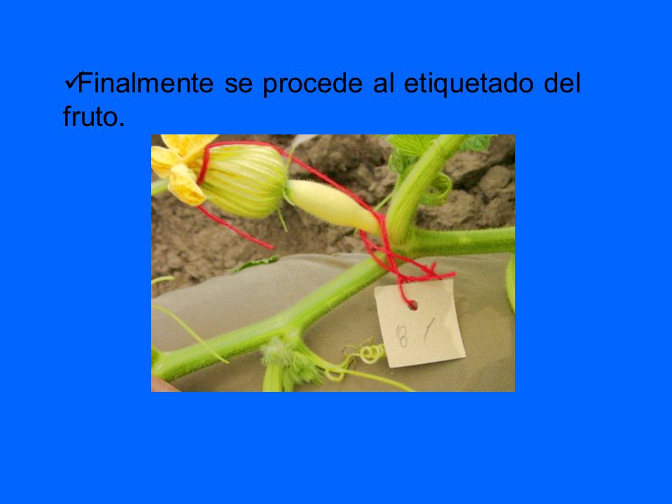 Finalmente se procede al etiquetado del fruto.