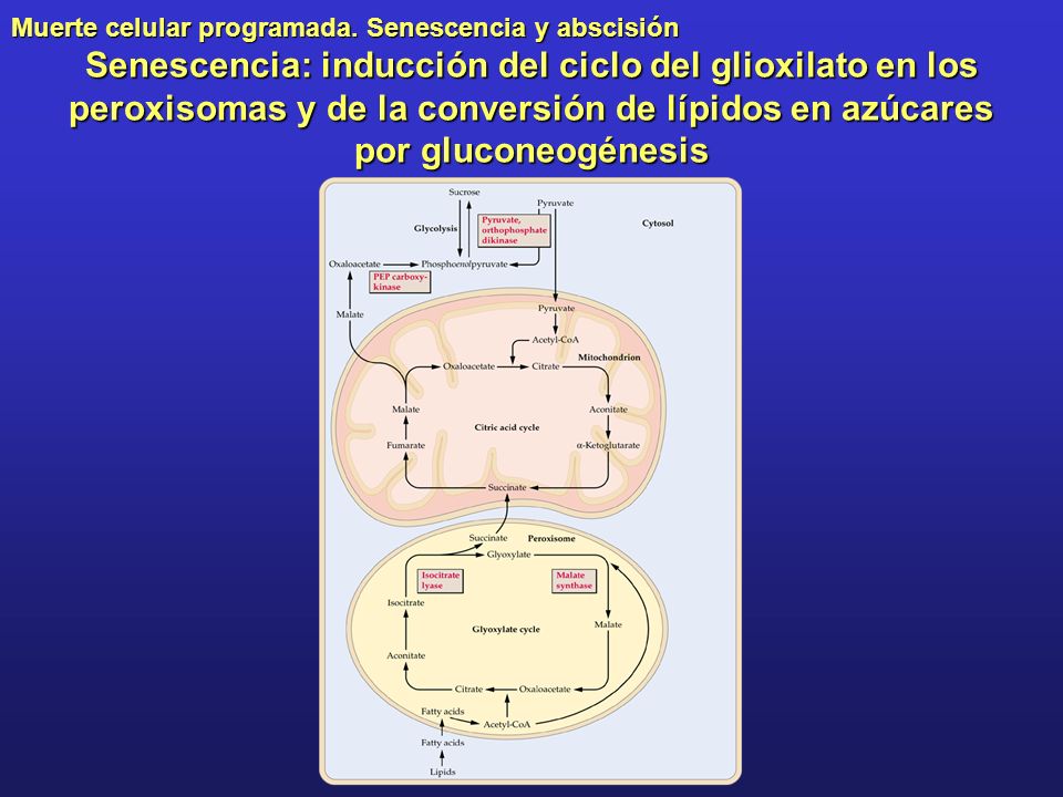 Senescencia: inducción del ciclo del glioxilato en los peroxisomas y de la conversión de lípidos en azúcares por gluconeogénesis