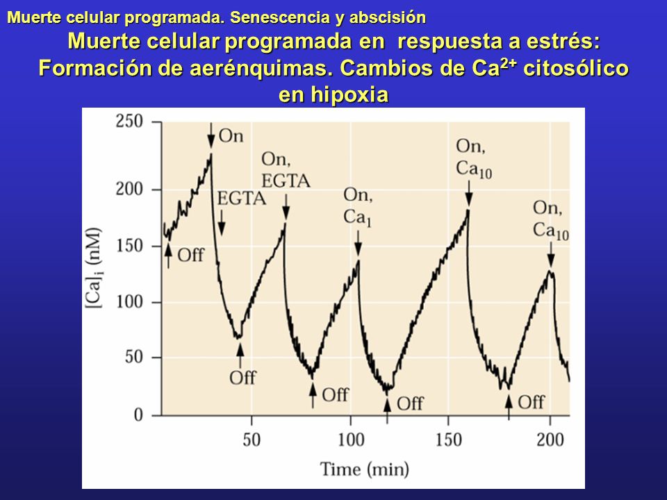Muerte celular programada en respuesta a estrés: Formación de aerénquimas.