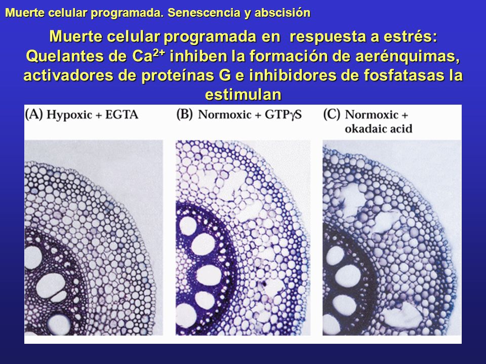 Muerte celular programada en respuesta a estrés: Quelantes de Ca2+ inhiben la formación de aerénquimas, activadores de proteínas G e inhibidores de fosfatasas la estimulan