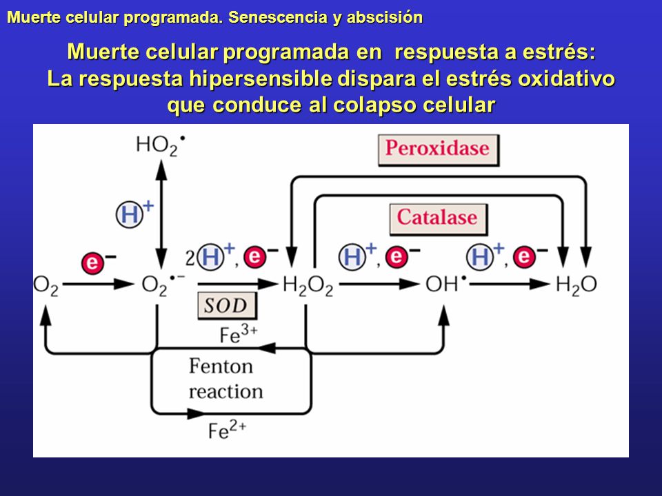 Muerte celular programada en respuesta a estrés: La respuesta hipersensible dispara el estrés oxidativo que conduce al colapso celular