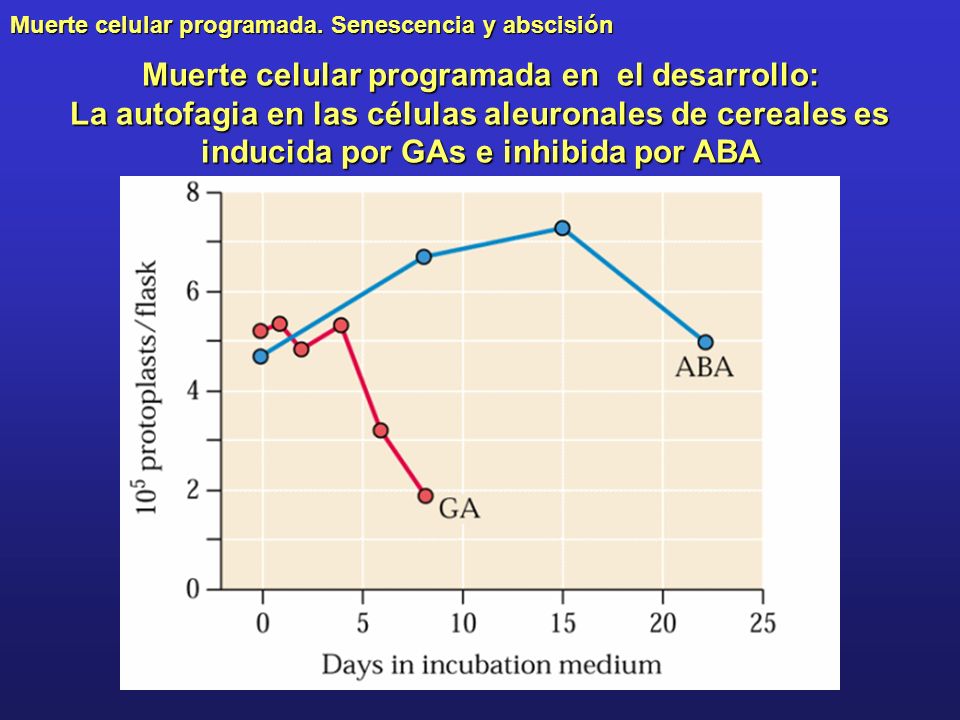 Muerte celular programada en el desarrollo: La autofagia en las células aleuronales de cereales es inducida por GAs e inhibida por ABA