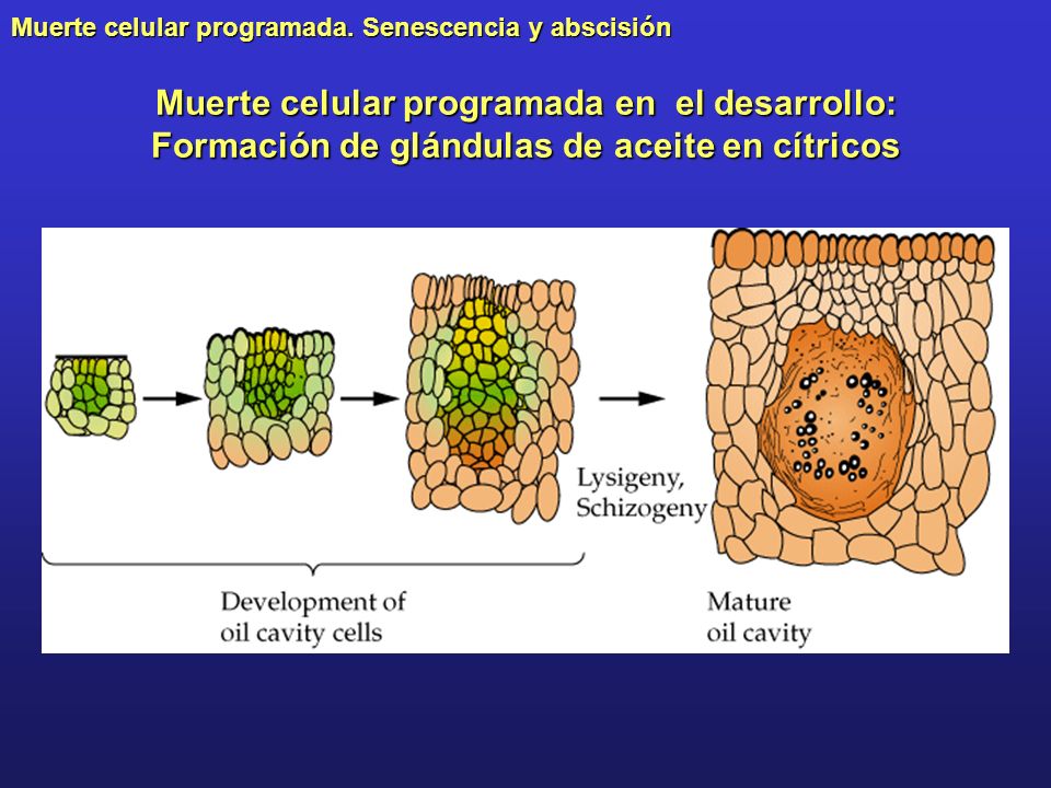 Muerte celular programada en el desarrollo: Formación de glándulas de aceite en cítricos