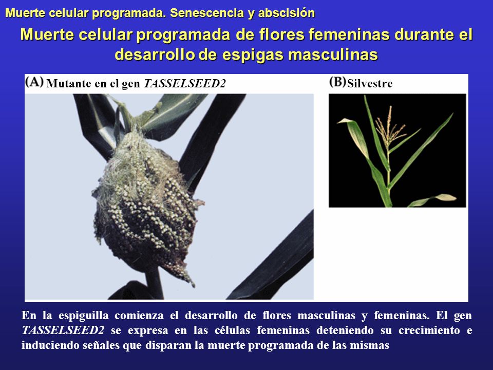 Muerte celular programada de flores femeninas durante el desarrollo de espigas masculinas