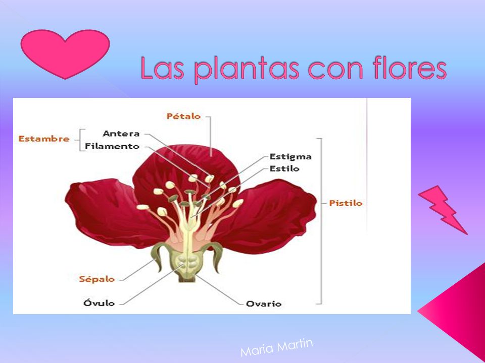 Las plantas con flores María Martin