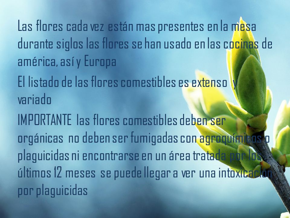 Las flores cada vez están mas presentes en la mesa durante siglos las flores se han usado en las cocinas de américa, así y Europa El listado de las flores comestibles es extenso y variado IMPORTANTE las flores comestibles deben ser orgánicas no deben ser fumigadas con agroquímicos o plaguicidas ni encontrarse en un área tratada por los últimos 12 meses se puede llegar a ver una intoxicación por plaguicidas