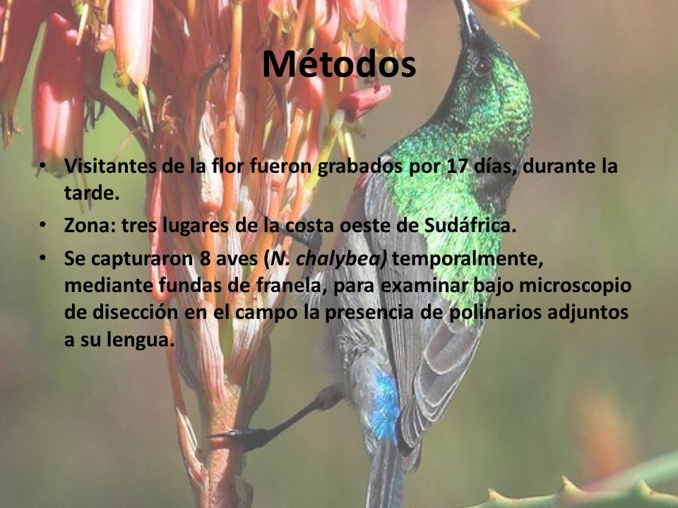 Métodos Visitantes de la flor fueron grabados por 17 días, durante la tarde. Zona: tres lugares de la costa oeste de Sudáfrica.