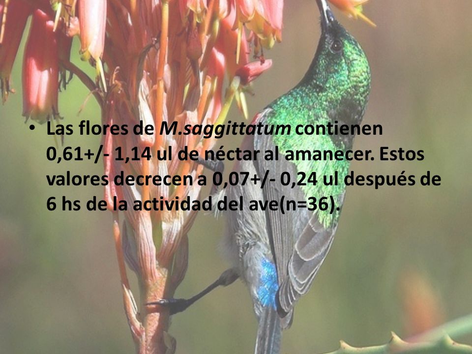 Las flores de M.saggittatum contienen 0,61+/- 1,14 ul de néctar al amanecer.
