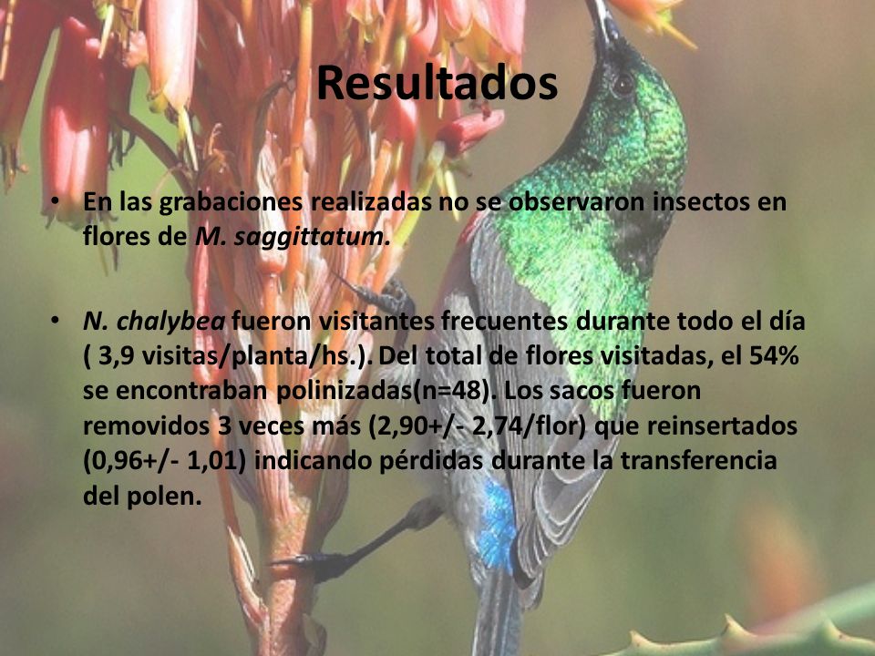 Resultados En las grabaciones realizadas no se observaron insectos en flores de M. saggittatum.