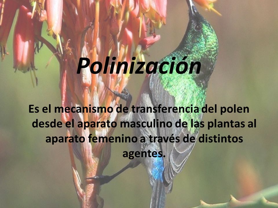 Polinización Es el mecanismo de transferencia del polen desde el aparato masculino de las plantas al aparato femenino a través de distintos agentes.