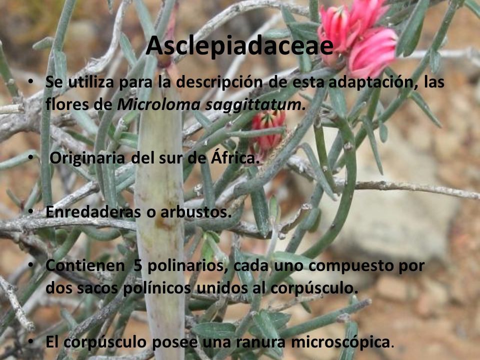 Asclepiadaceae Se utiliza para la descripción de esta adaptación, las flores de Microloma saggittatum.